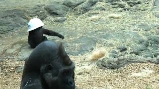Baby Gorilla Tries On A Hat