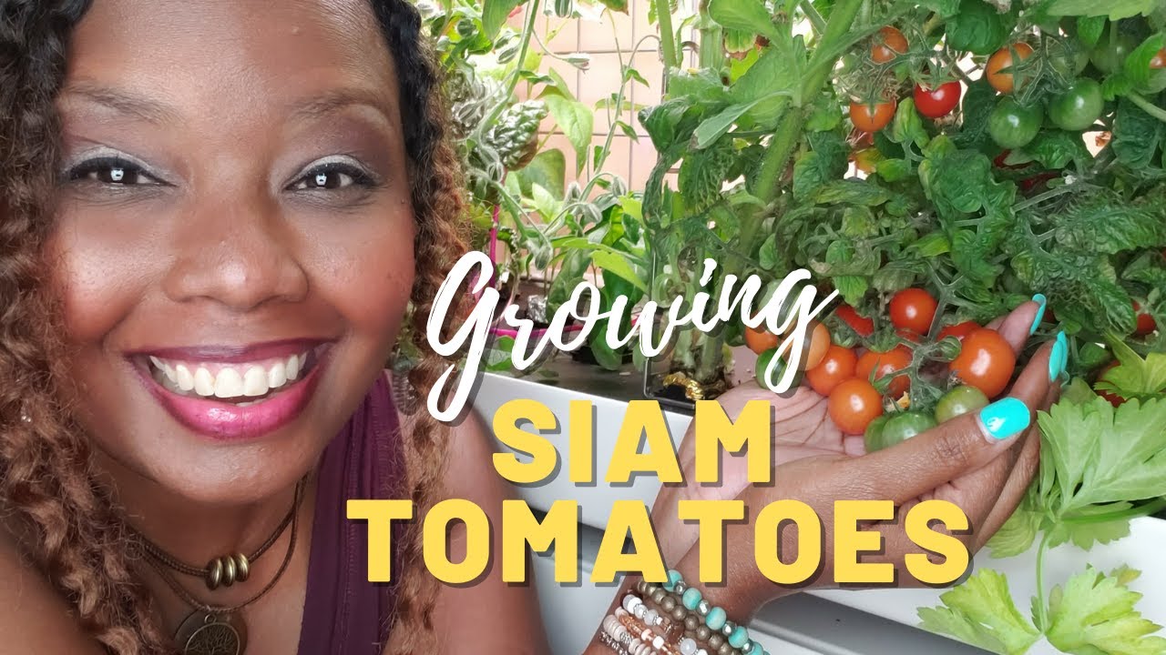 Garden Must Haves Siam Tomatoes YouTube