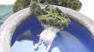 Venom Defender Snake Handling Gloves at London Zoo 2.mp4