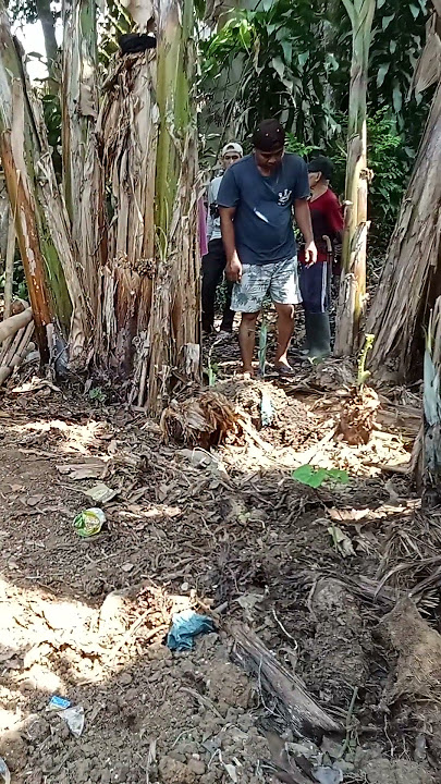 #music Ipank hanya persinggahan #fypシ゚viral #tiktok #cover