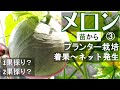 メロン栽培2021-3：着果からネット発生までの動画です。