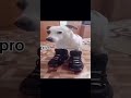 Noob dog vs hacker dog #fypシ゚viral #memes #brainrot #instagram #instagramreels #funny #dogs