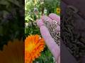 Collecting Calendula Seeds