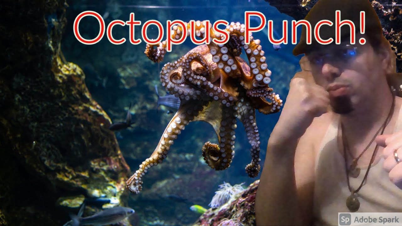 Octopus Punch! - YouTube