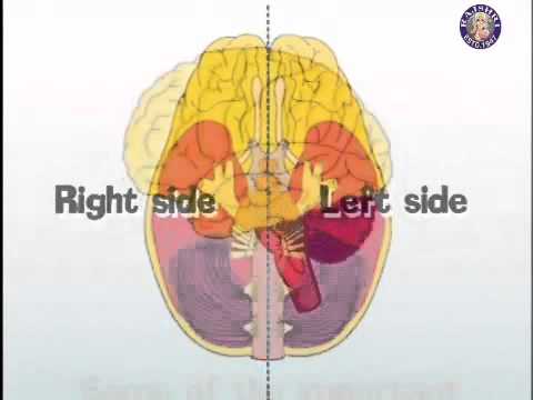 Learn Human Body - Nervous System.flv - YouTube