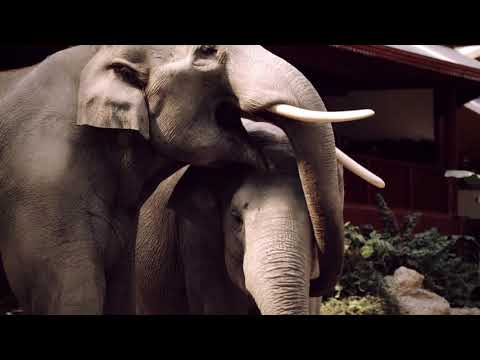 Kurzfilm zum Thema Spiegel: Robert Zingg – Kurator Zoo Zürich