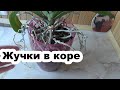 подуры  Жучки в коре с орхидеей