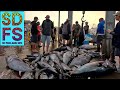 Big Bluefin Tuna Kite Fishing Yellowfin Tuna & Yellowtail San Diego Sportfishing Report October SDFS