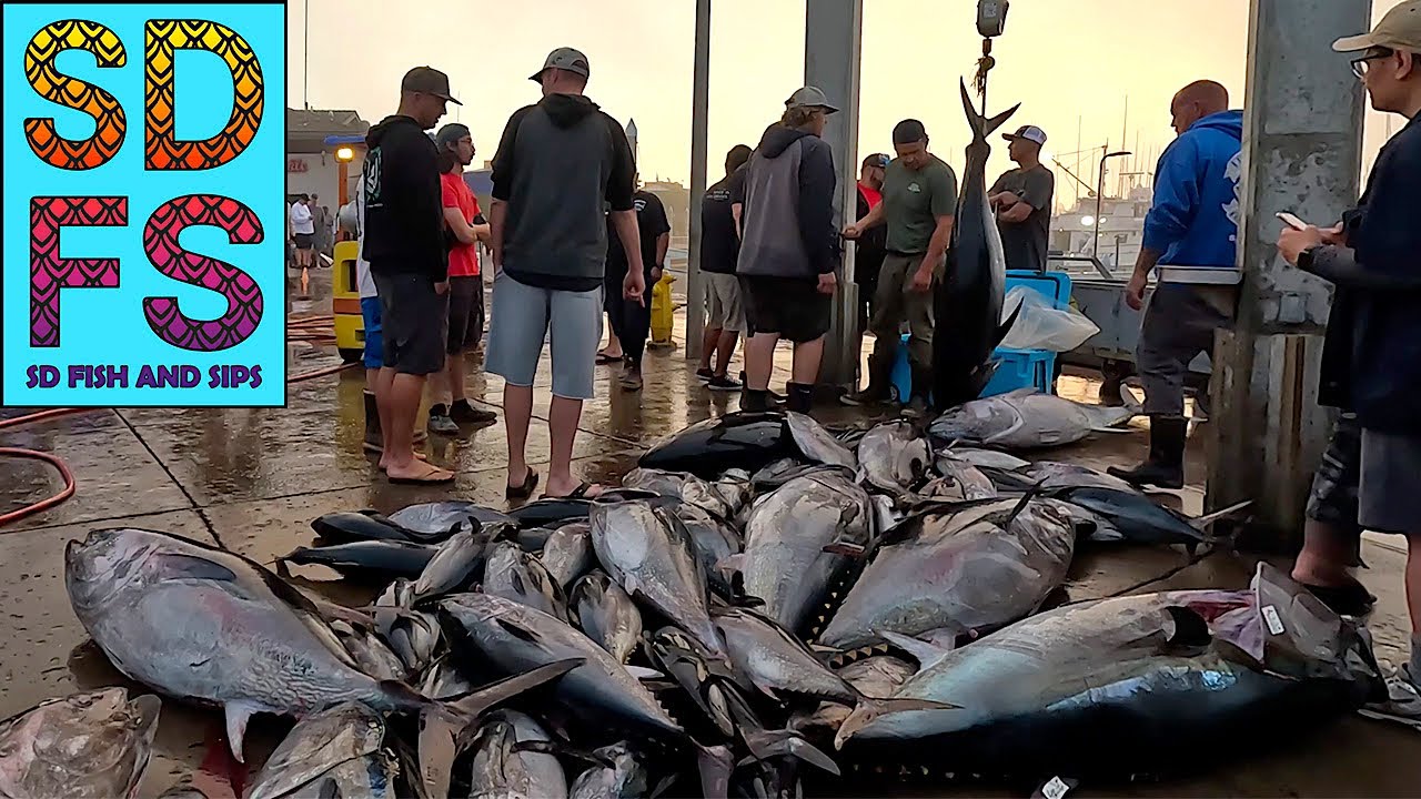 Big Bluefin Tuna Kite Fishing Yellowfin Tuna & Yellowtail San Diego