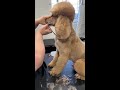 Shaping Poodle Ears