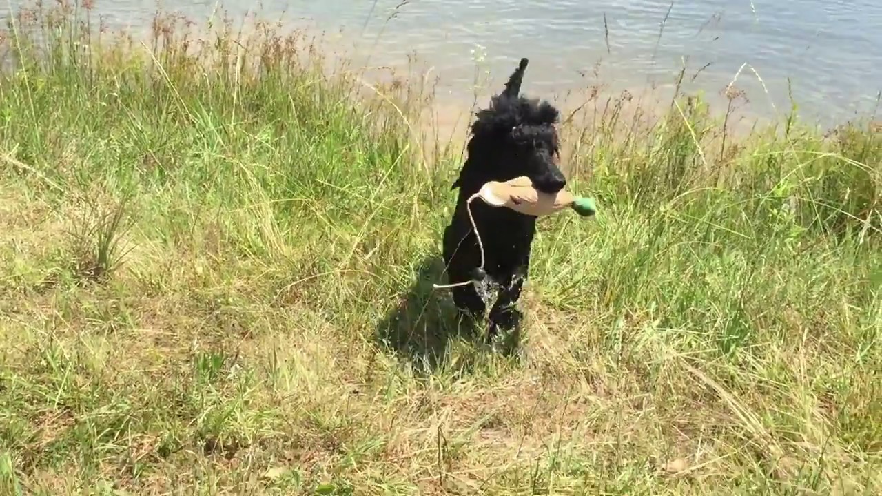 Louter Creek Hunting Poodle "Clapton"
