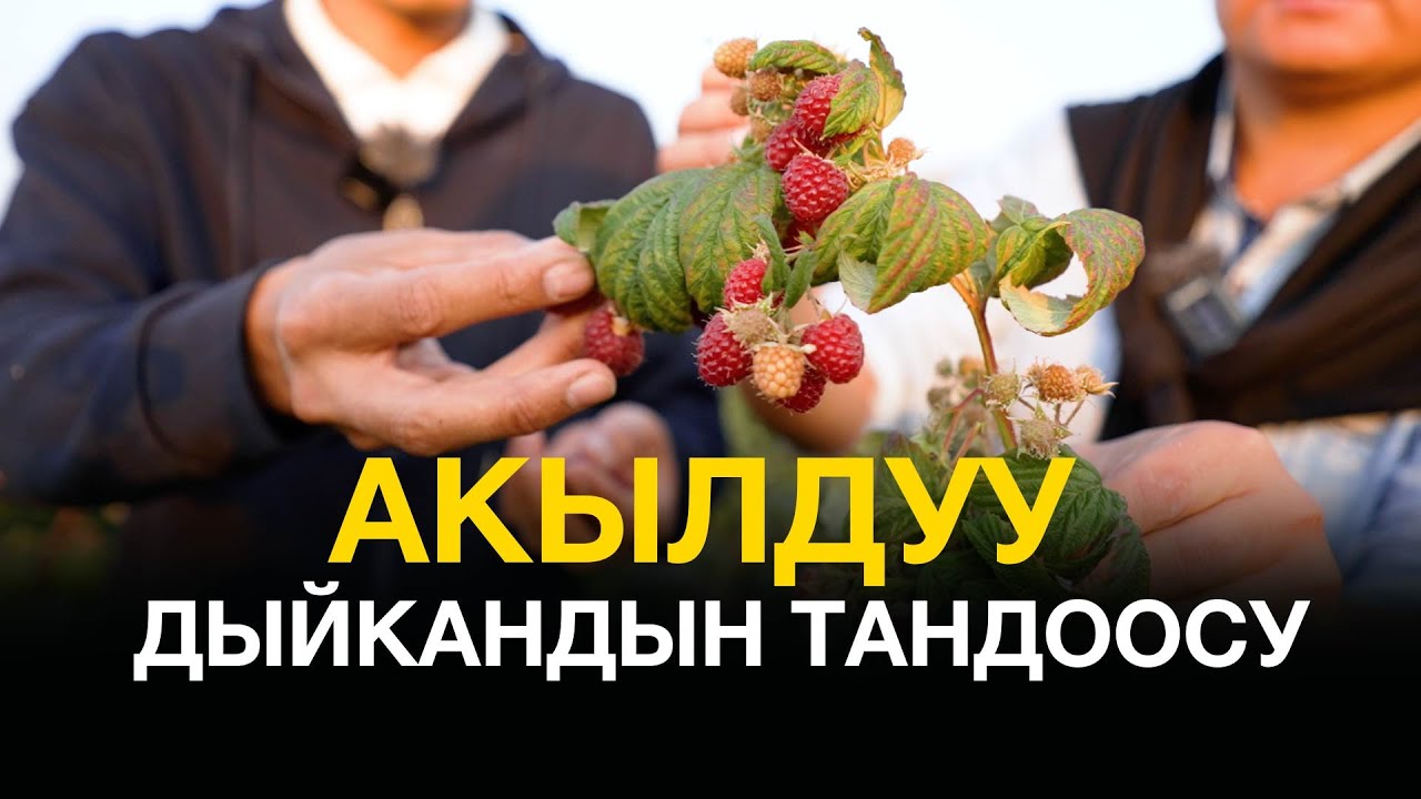 Элитный  сорт Мопема, көчөттөрү! Малина менен бизнес кылам дегендерге!