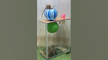 Best mouse trap ideas_best spinning mouse traps #rattrap #mousetrap #rat - thử nghiệm