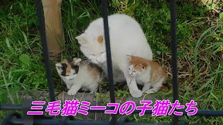 野良猫ミーコが子猫たちを披露　Stray Cat Miiko shows her kittens 2024年5月8日撮影