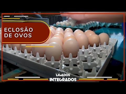 Quais fatores impactam na eclosão de um frango de corte de qualidade? | Ligados&Integrados 07/12/23