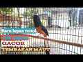 Suara Pancingan Murai Batu Lepas Trotol Cepat Gacor Ampuh Mp3 - Mp4 Download