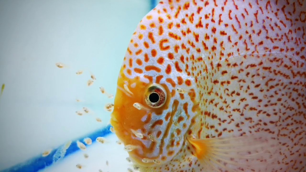 KL Discus Farm Sakura Jaguar with frys 