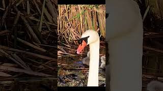 #Goslings Climbing Mount Everest 20240511 #Swan #cygne #baby v3