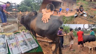 24 เมษายน ค.ศ. 2026 tsis muaj nyiaj ua tsoob ces muab phaw nyuj muag lawm me nyuam quaj2 kawg li