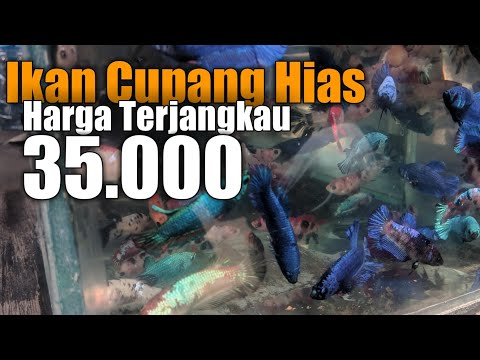 Ikan Cupang Bandung Harga Terjangkau Cuma 35ribu Saja ‼️Di Pasar Ikan Muara Baru Bandung