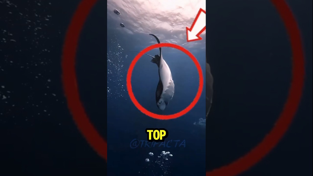 Top 3 😲Most Beautiful Sea Creatures in the World 