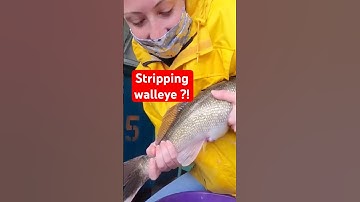 “The Wild Truth About Stripping Walleye 😳🐟 #shorts” #fishing #youtubeshorts #wildlife #walleye