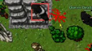 Tibia - Pk noobs in amazon camp