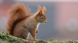 Besondere Augenblicke mit Eichhörnchen / Special moments with red squirrels [HD]