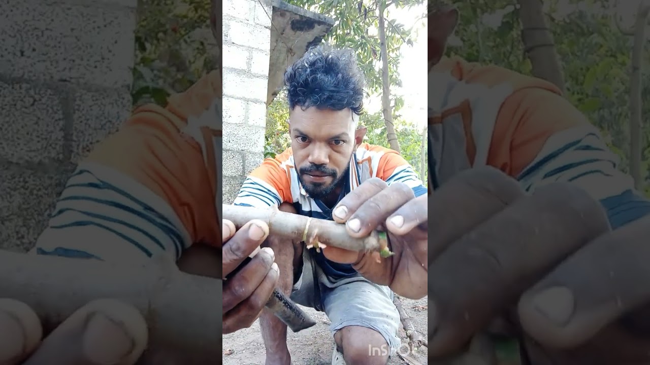 ഇന്ന് ഞാൻ തൈ വയ്ക്കാൻ പോവുകയാണ് എല്ലാ കൂട്ടുകാർക്കും ഹായ് 