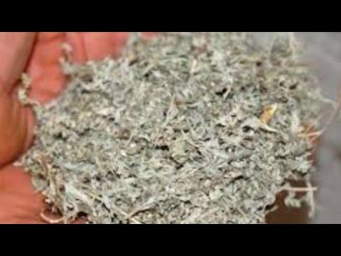 طريقة تحضير زيت الشيح وفوائده العجيبة للشعر والبشرة والجسم