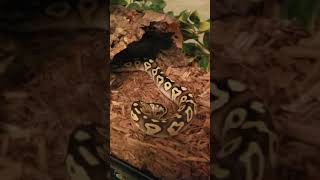 NEW BABY PASTAVE BALL PYTHON! (PASTEL+MOJAVE) Wealth