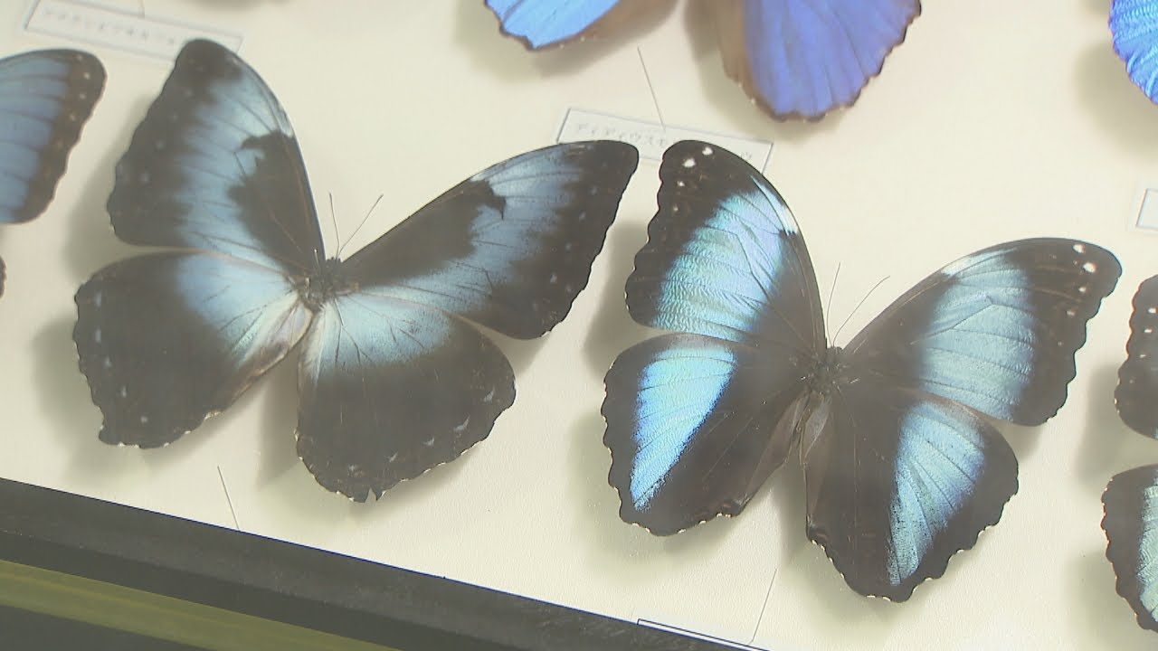 世界の昆虫の標本約250点が色鮮やかに 高松市で企画展 8月11日まで