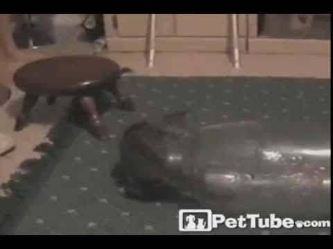 Kitten Wrestle for the Bottle- PetTube