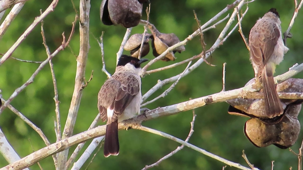Sukses Rekam Burung Kutilang Lagi sedang Asik Bermain di Alam Bebas