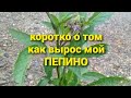 Какой пепино вырос у меня