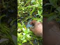 Viral hand fishing video. Amazing fishing video #shorts #fish #fishing