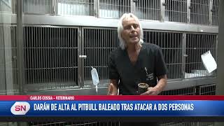 Darán de alta al pitbull baleado tras atacar a dos personas. Carlos Cossia Médico Veterinario.