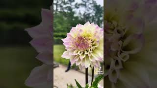 Dahlias