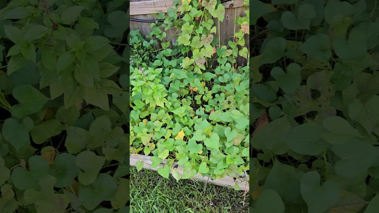 Couple Signs that Your Sweet Potatoes are Ready to Harvest || DHBG