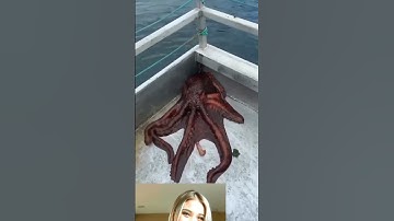 Thumbnail of most entertaining octopus 🦑🦑 the ends #trending #shortsviral #animals #respect #music #song #funny