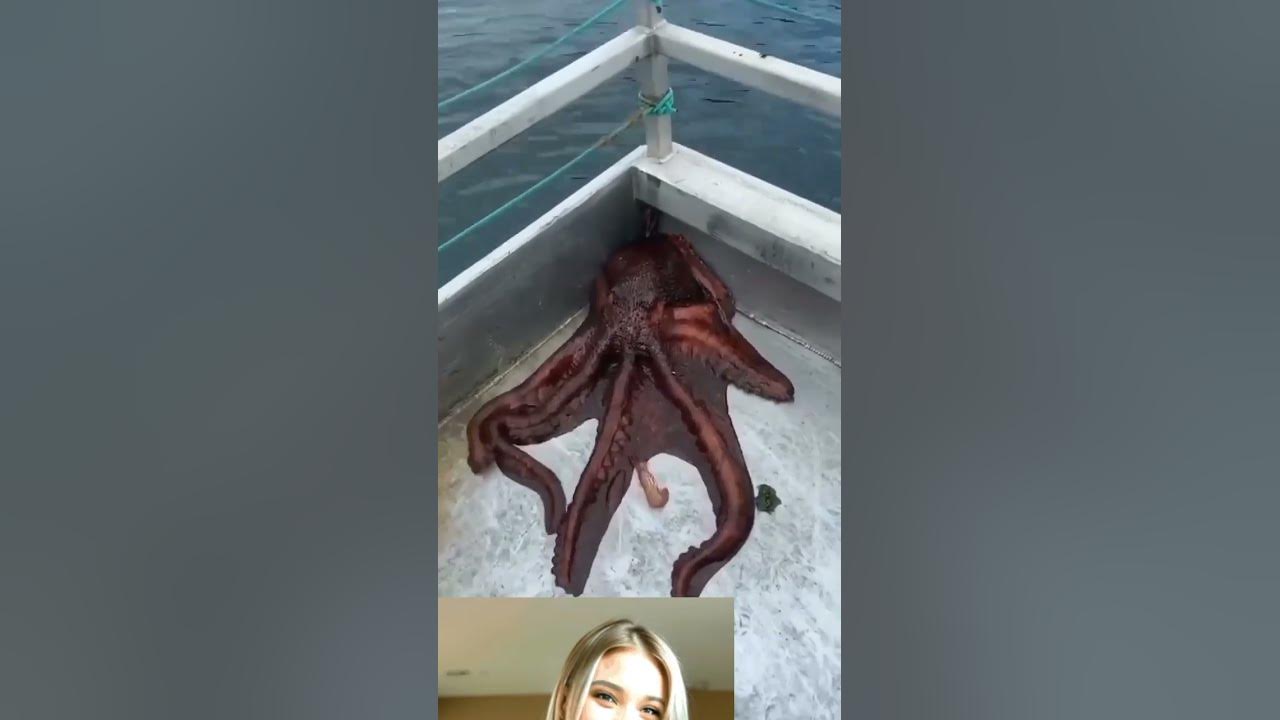 most entertaining octopus π¦π¦ the ends #trending #shortsviral #animals #respect #music #song #funny most entertaining octopus π¦π¦ the ends #trending #shortsviral #animals #respect #music #song #funny