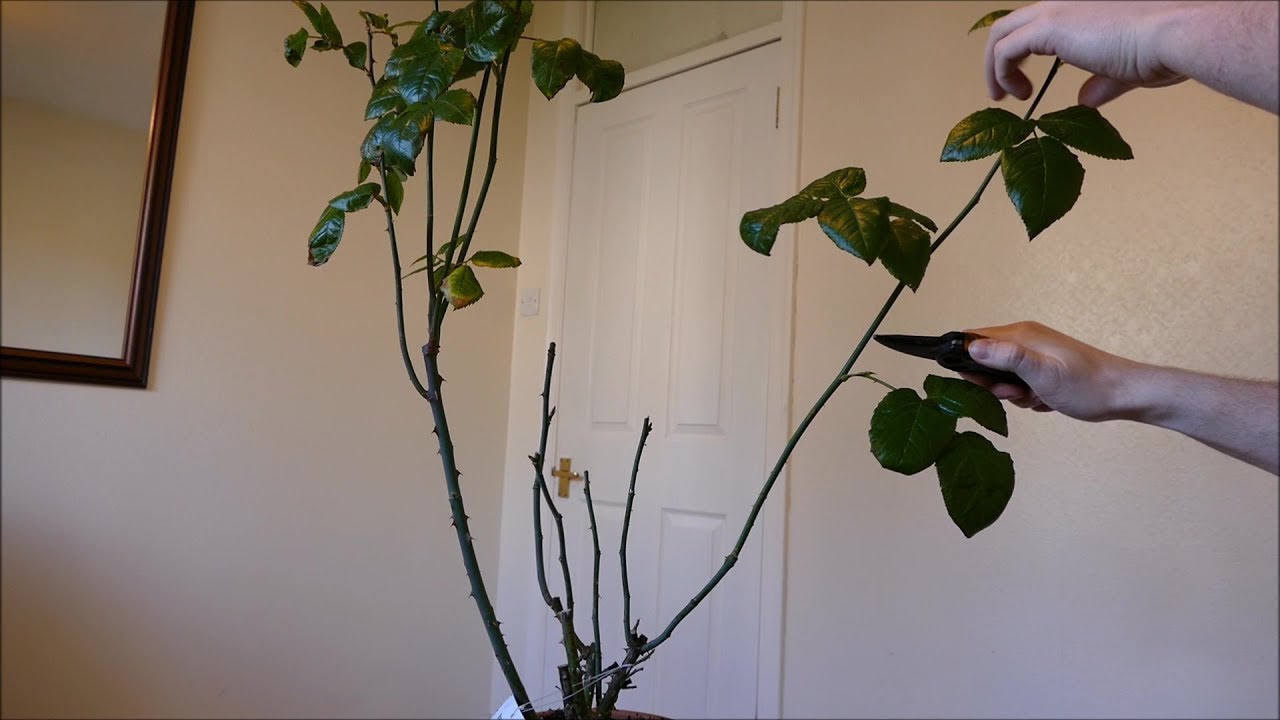 How To Prune Roses (Winter) YouTube