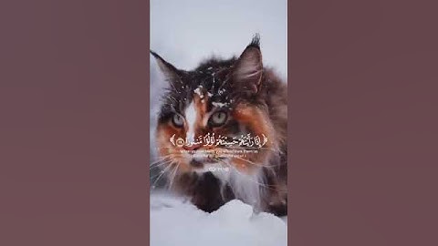 قرآن كريم تلاوة خاشعة ❤️ #اكسبلور #المصحف #الرحمن