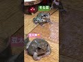 瞬時にカエルたちのテンションを爆上げする方法