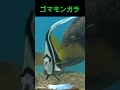 コラー!!　ゴマモンガラHey!! 　 triggerfish　持っていくなよー#ゴマモンガラ　本編https://www.youtube.com/watch?v=HdmCe0kSolE