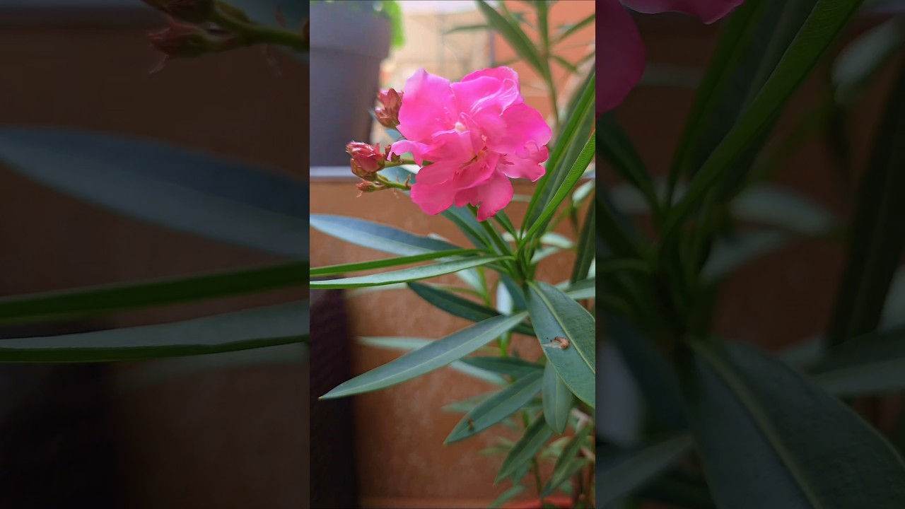 Олеандр и гвоздика расцвели🔥 