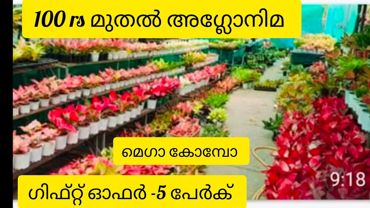 Aglonima @ lowest price starting 100 rs all over india shipping available contact 9947117792 