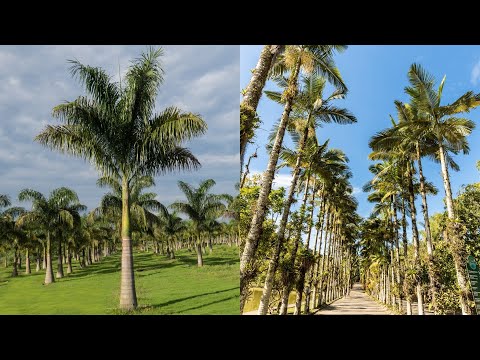Vídeo: Qual é a largura de uma palmeira?