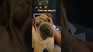 Bobo the Shar Pei Loves to Walk! #sharpei #funnydog #chinesesharpei #funnypuppy #cutedogs