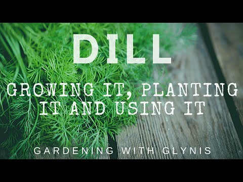 Video: Fragrant Dill: Varieties And Cultivation Techniques